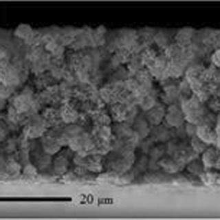 FE SEM Images Showing Representative Cross Sectional Morphology Of