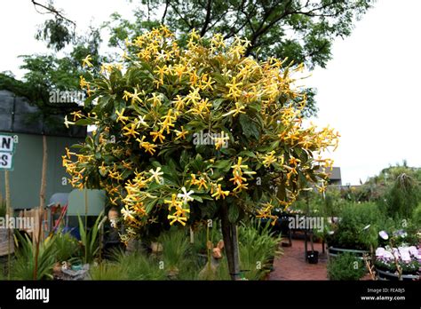 Native Frangipani Hi Res Stock Photography And Images Alamy