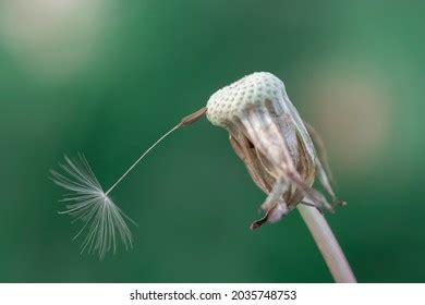 218 Naked Dandelions Images Stock Photos 3D Objects Vectors Shutterstock