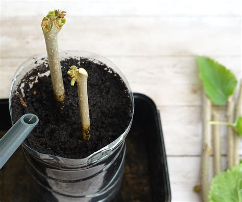 How to grow a mulberry tree – a low-maintenance and…