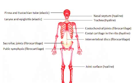 Fibrocartilage Location