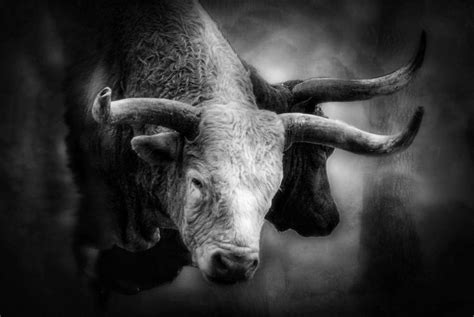 longhorns smithsonian photo contest smithsonian magazine