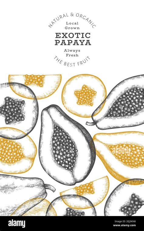 Hand Drawn Sketch Style Papaya Banner Organic Fresh Fruit Vector Illustration Retro Fruit