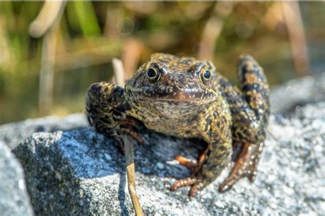 Life Cycle of a Frog