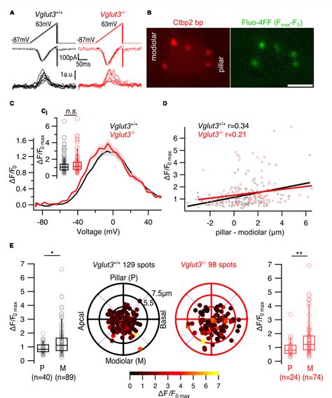 Figure 1 From Synaptic Activity Is Not Required For Establishing