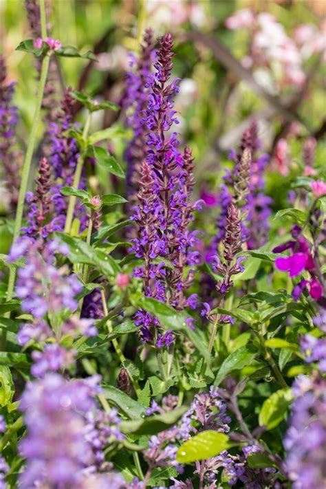 Salvia Nemorosa Blue Bouquetta Ziersalbei