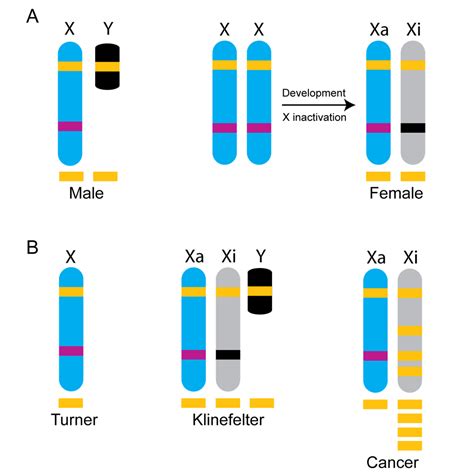 X Chromosome Inactivation And Escape Skipping Lyons Law Causes Sex Differences And Disease