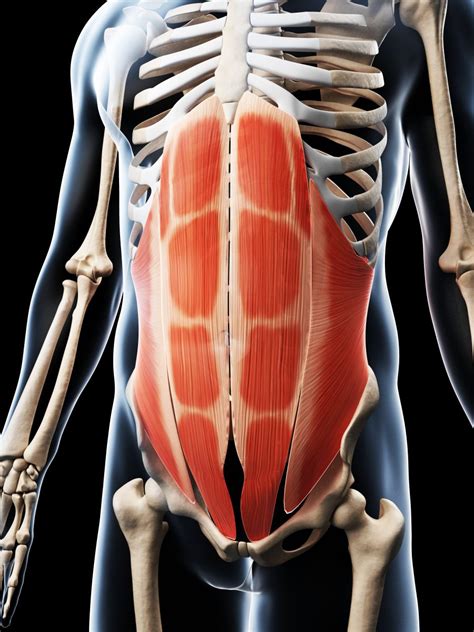 abdominal muscles anatomie des muscles abdominaux pcsces