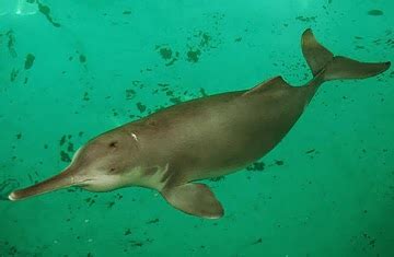 ken atchity door to door: Farewell to the Yangtze River Dolphin [via ...