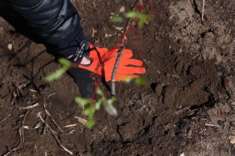 Trend Alert Black Pussy Willow Gardenista