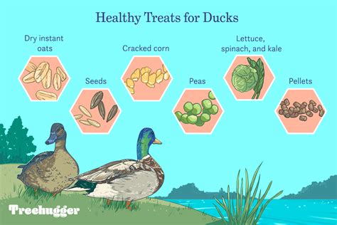 ducks eat  complete guide   ducks diet  pictures