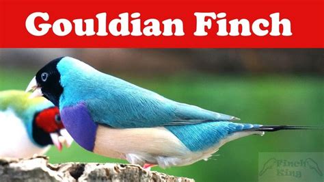 Gouldian Finch Breeding Caring Entire Guideline For Success Finches Bird Breeds Finch