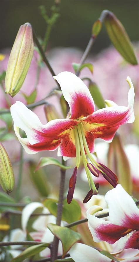 Лилия Лесли Вудриф Фото И Описание – Telegraph