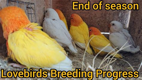 Lovebirds Breeding Update Last Clutch Or Garmi Youtube