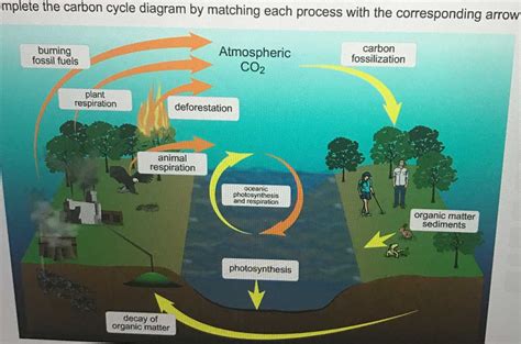 Understanding the Carbon Cycle: A Beginner's Guide with Easy-to-Follow ...