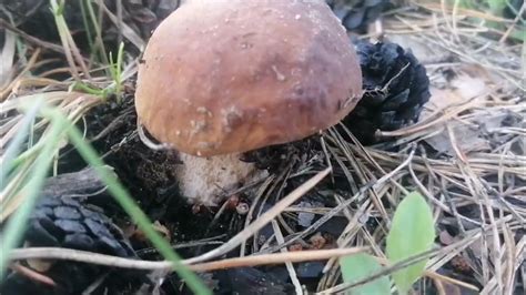 Поход за грибами. - YouTube