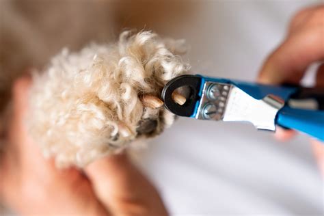Dog Sore Paws: 8 Common Problems Explained