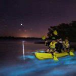 Bioluminescent Kayaking Rafting Florida S Best Bioluminescence Tours