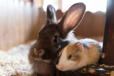 Meerschweinchen Und Kaninchen Zusammenleben Ja Oder Nein