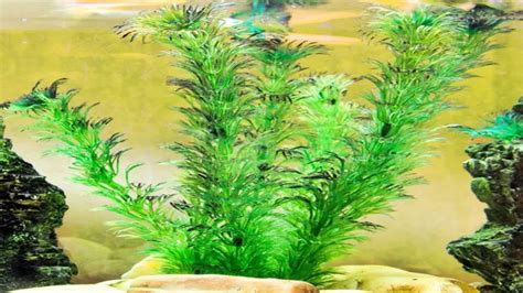 How To Grow Live Plants In An Aquarium Betta Tank Tips And Tricks