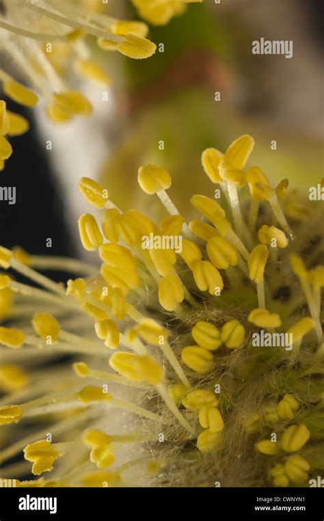 Pussy Willow Catkins Signs Of Spring Stock Photo Alamy