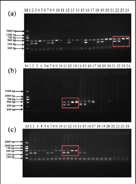 Figure 2 From Sex Identification Of Pigeons Using Polymerase Chain Reaction Analysis With Simple