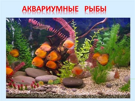 «Аквариумные рыбки». Знакомство дошкольников с обитателями аквариума ...