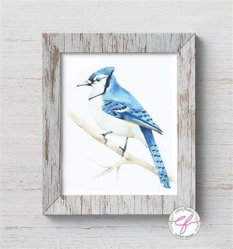 Blue Jay Bird Watercolor Printable bird Digital Downloadbird - Etsy