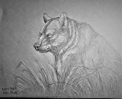 drawing black bear 7