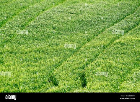 Green Grass Meadow Texture Stock Photo Alamy