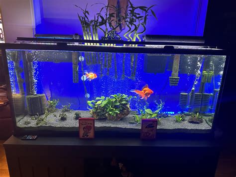 Goldfish breeding behavior. More in comments : r/Goldfish