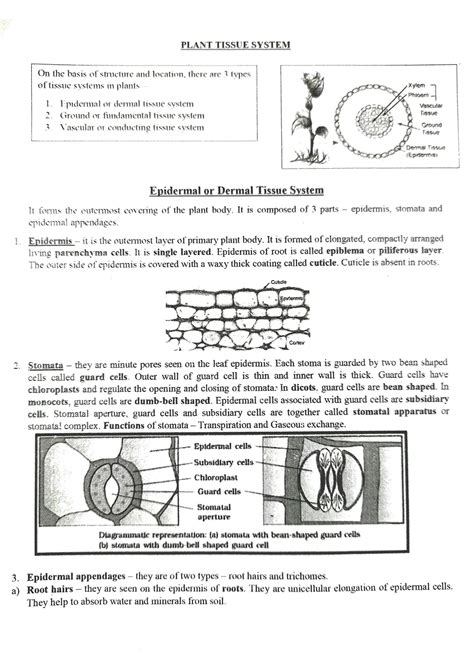 Solution Anatomy Of Flowering Plants Phloem Plant Tissue System