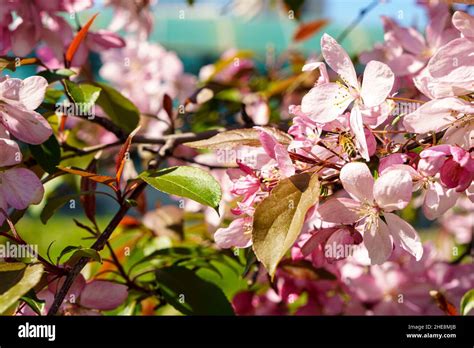 Apple Tree Silhouette Hi Res Stock Photography And Images Alamy