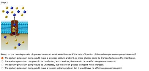 Step Based On The Two Step Model Of Glucose Transport What Would Happen