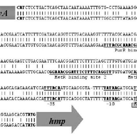 Dna Sequence Alignment Of The Glya Hmp Intergenic Regions In Salmonella