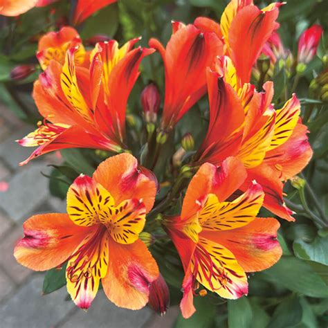 Alstroemeria Indian Summer Kaufen Ahrenssieberz Pflanzenversand