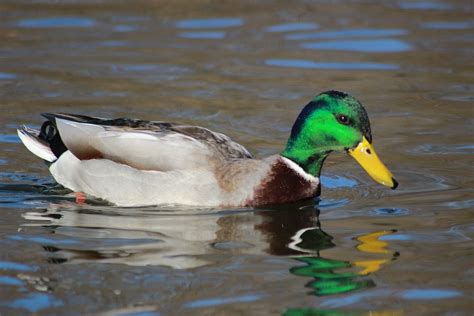 duck bird water  photo  pixabay