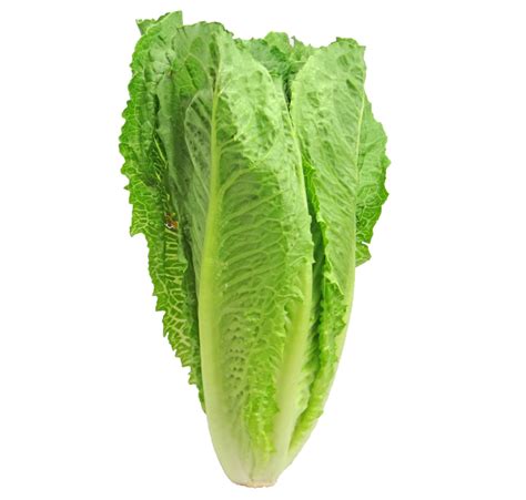 15 of the Best Lettuce Varieties to Grow for Backyard Gardeners ...