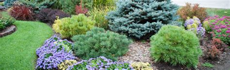 Best Evergreen Trees For Privacy And Year Round Greenery Off