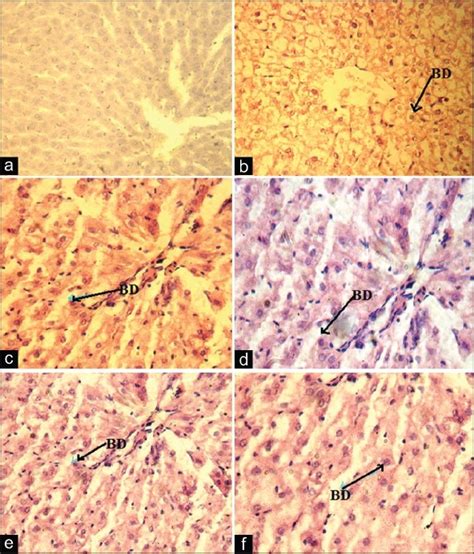 Histopathology Of Liver H And E Stain ×40 A Normal Control