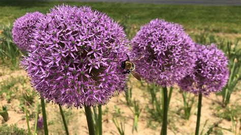 How To Plant Allium Bulbs In Your Garden In Fall Dengarden