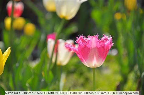 Nikon 18-135 f 3.5-5.6 review. Sample photos on the lens | Happy