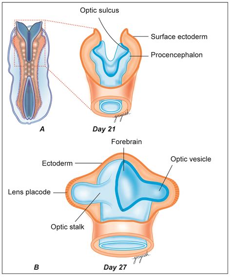 Embryology of Eye