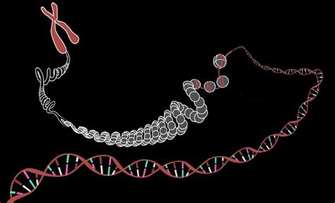 Gene Editing Works Better If Template DNA Isnt Naked ELife Science