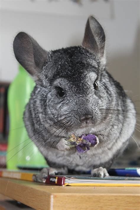Chinchillas - anspruchsvolle Haustiere