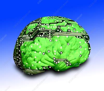 Human Brain And Circuit Board Stock Image F Science Photo