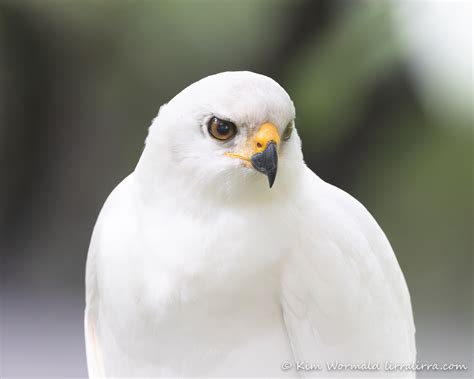 Grey Goshawk (white morph) « lirralirra