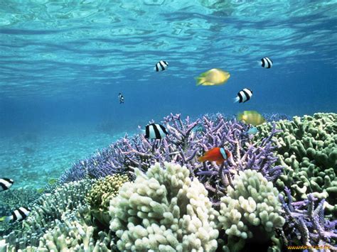 Обои Природа Морские глубины, обои для рабочего стола, фотографии Обои ...