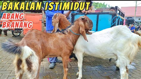 Update Harga Kambing Hari Ini Di Pasar Hewan Wlingi Blitar Sabtu