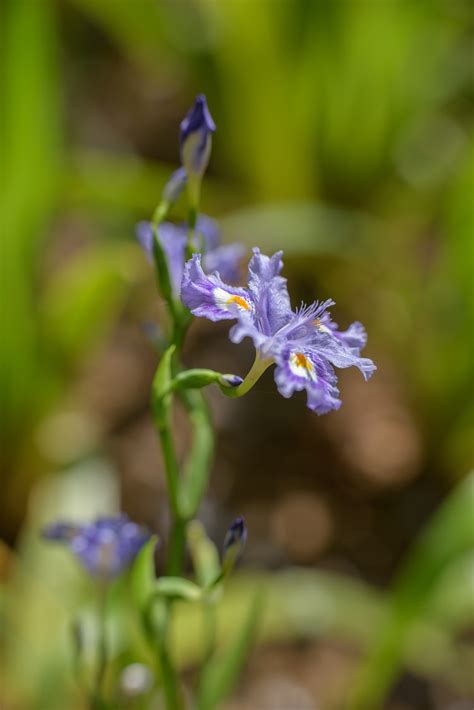 Iris Confusa Bunga Tanaman Foto Gratis Di Pixabay Pixabay